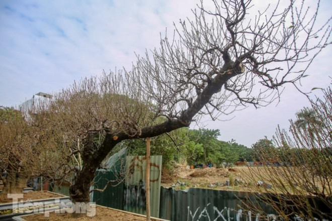 Để đánh giá một cây đào cổ thụ đẹp, phải dựa vào nhiều yếu tố như độ tuổi của cây, cây càng có tuổi thọ cao càng giá trị.