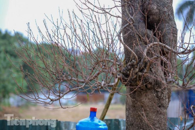  Đào vẫn trong giai đoạn ra nụ, ra hoa, theo tính toán của người làm vườn ở đây thì khoảng độ hơn 1 tháng nữa hoa sẽ đẹp.