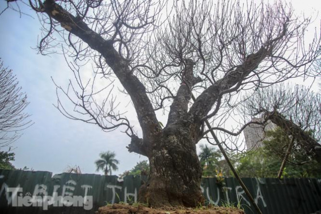 Gốc thân cây to khỏe, vững vàng.