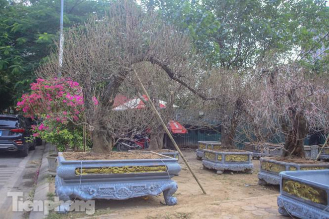 Nhiều cây với dáng đẹp được lên chậu "khủng" trông rất bắt mắt thu hút giới sành chơi.