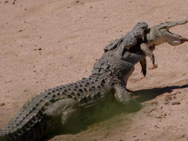 Phi thường - kỳ quặc - Ngỡ ngàng cảnh cá sấu khổng lồ nặng nửa tấn làm thịt đồng loại