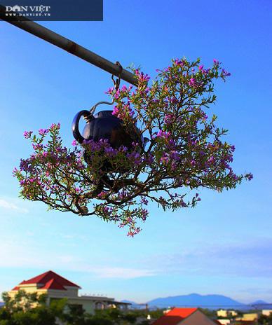 Chuyện lạ Quảng Nam: Dị nhân có hàng trăm cây bonsai mọc ngược được xác nhận kỷ lục Việt Nam - 1