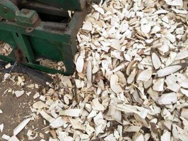 Thị trường - Tiêu dùng - Giống cây toàn thân là "mỏ vàng", người Việt cứ vào rừng là hái được