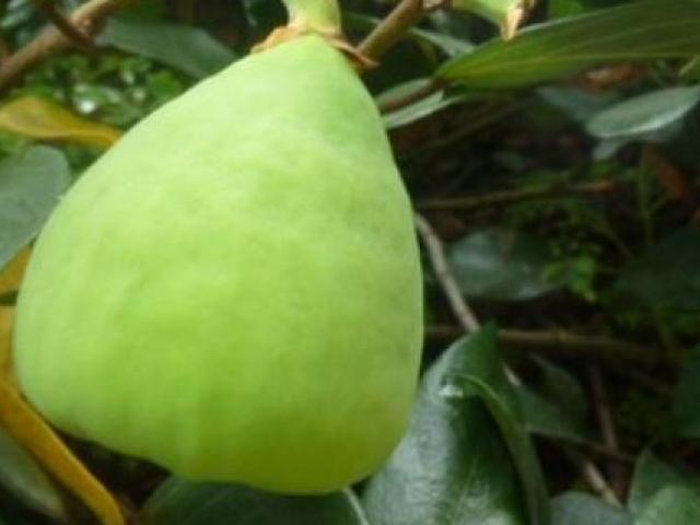 Thị trường - Tiêu dùng - Hái quả mọc trên... tường, phơi khô đem bán "đút túi" hơn 200 nghìn/kg