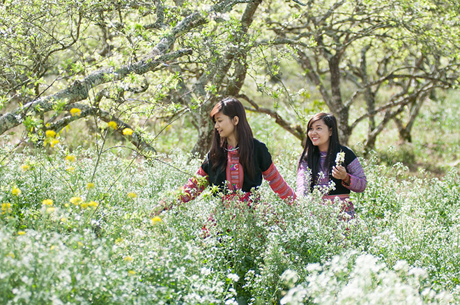 Mộc Châu tháng 1 được bao phủ bởi thiên nhiên thơ mộng.