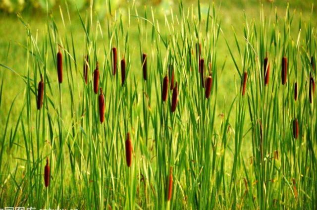 Hái "xúc xích" trên đồng cỏ đem bán, thu gần 200 nghìn/kg, ở Việt Nam cũng trồng được - 2