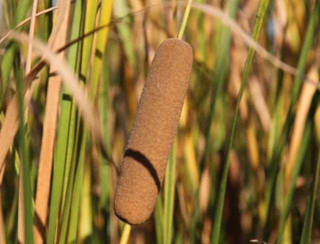 Hái "xúc xích" trên đồng cỏ đem bán, thu gần 200 nghìn/kg, ở Việt Nam cũng trồng được - 3