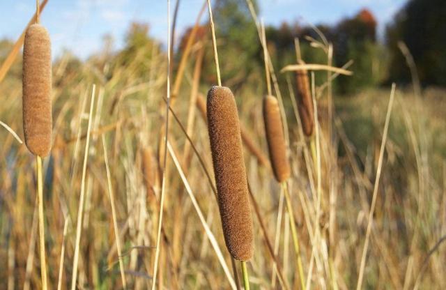 Hái "xúc xích" trên đồng cỏ đem bán, thu gần 200 nghìn/kg, ở Việt Nam cũng trồng được - 4