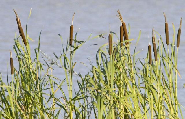 Cận cảnh cây cỏ nến