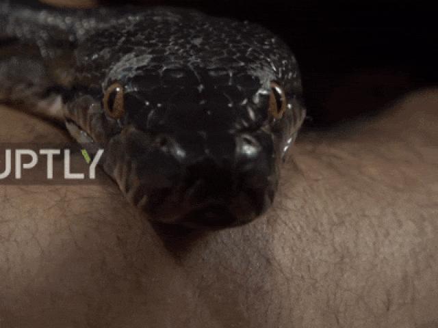 Media - Kỳ lạ với việc mát-xa bằng rắn