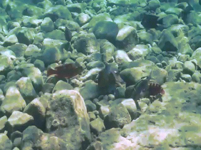 Phi thường - kỳ quặc - Video: Bạch tuộc vung xúc tu đấm đối tác săn mồi gây kinh ngạc