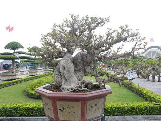 Thị trường - Tiêu dùng - Ngắm cây dâm bụt mọc bờ rào thế "lạ", qua tay nghệ nhân hóa siêu phẩm