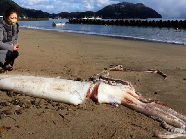 Phi thường - kỳ quặc - Mực khổng lồ dài 3m trôi dạt bờ biển Nhật Bản