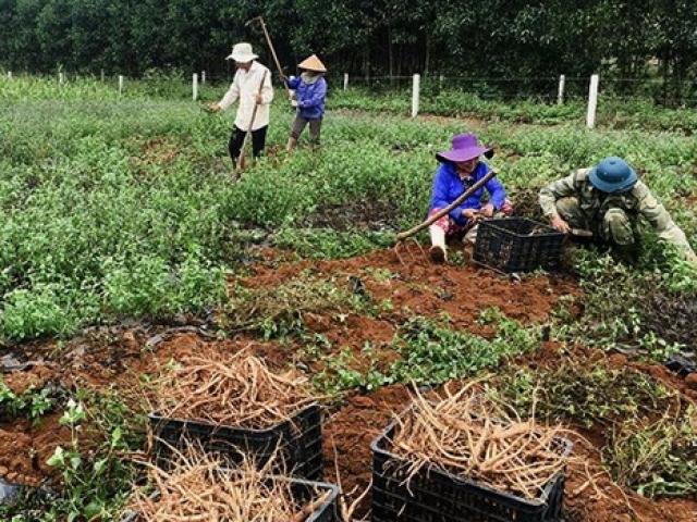 Thị trường - Tiêu dùng - "Hồi sinh" thần kỳ thứ tưởng đã biến mất ở Việt Nam, nhiều người "ôm tiền khủng"