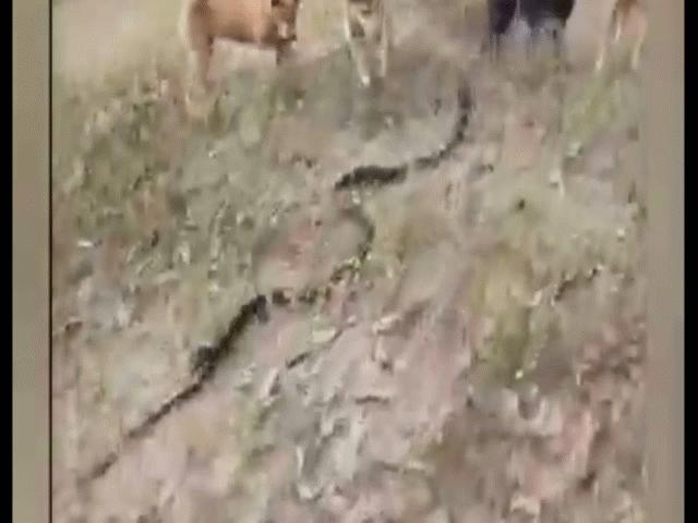 Phi thường - kỳ quặc - Video: Hổ mang chúa bị cả đàn chó hung dữ truy sát và cái kết thảm hại cho kẻ thua cuộc