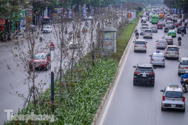 Trái ngược với kỳ vọng con đường lãng mạn bậc nhất Thủ đô, sau gần 3 năm chăm sóc, hàng phong lá đỏ trên đường Trần Duy Hưng, Nguyễn Chí Thanh lại trơ trọi, thiếu sức sống.