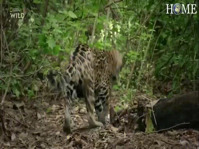 Phi thường - kỳ quặc - Video: Báo đốm đụng độ "rắn ba bước" cực độc, kẻ nhận án tử lại là "người thứ ba"