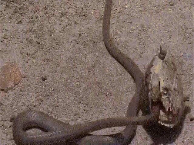 Phi thường - kỳ quặc - Video: Định "xơi tái" rùa, rắn độc dài 5m lại bất ngờ sợ hãi tháo chạy?