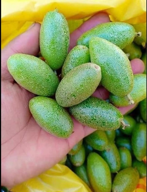 Nhót xanh đầu mùa đang được bán với giá từ 200-250.000 đồng/kg.