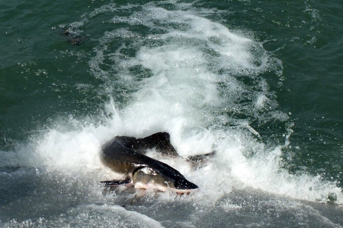 Loài cá tầm khổng lồ sống ở sông Dương Tử có thể phát triển tương đương cá mập.