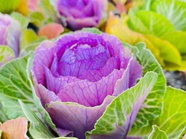 Thị trường - Tiêu dùng - Bắp cải Trung Quốc màu lạ giá "chát" thành cây trang trí ngày Tết