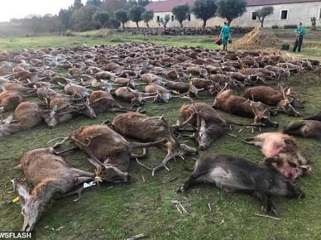 Thế giới - Tàn sát 500 con hươu và lợn rừng, xác chất thành hàng gây phẫn nộ ở BĐN
