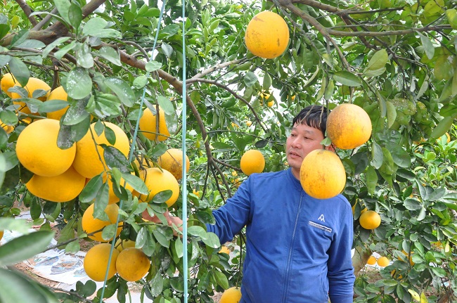 Với hơn 30 gốc bưởi được trồng cách đây 25 năm, gia đình anh Nguyễn Văn Ngọ - trú tại thôn Đức Diễn dự kiến cho thu hoạch khoảng hơn 3.000 quả.
