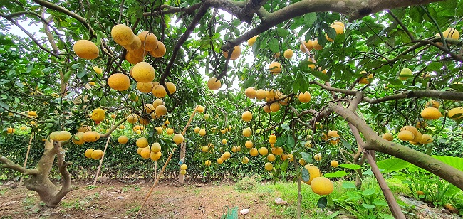Cạnh đó là khu vườn rộng 360 m2 của gia đình ông Đinh Văn Tụ với hàng nghìn quả bưởi vàng óng.
