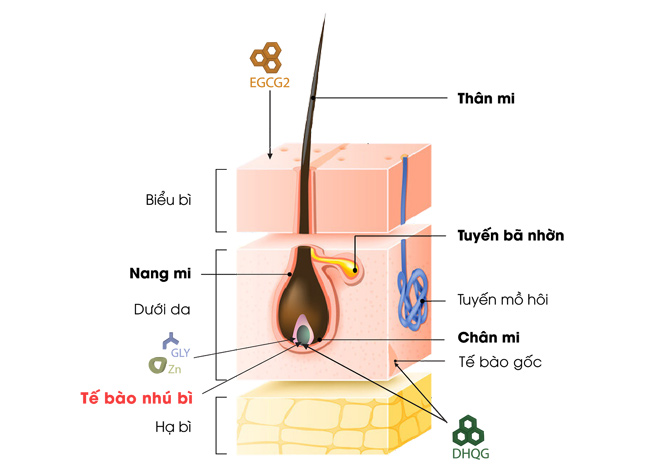 Chuyên gia nói về giải pháp đột phá giúp làm dày dài mi Alika Eyelash Growth Serum - 2