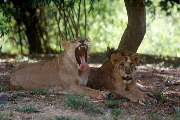 Sư tử là loài động vật được bảo vệ ở Ấn Độ.