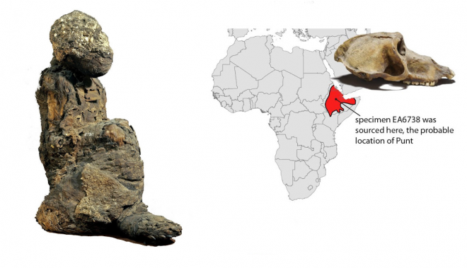 Xác ướp bí ẩn EA6736 (trái), một con khỉ chết yểu khi vừa đến Ai Cập, cơ thể chưa kịp nhuốm trầm tích sông Nile và hộp sọ của xác ướp EA6738. Địa danh đánh dấu đỏ chính là quê hương của EA6738 và có thể là cả EA6736 - Ảnh: BẢO TÀNG ANH QUỐC/JONATHAN CHIPMAN &amp; NATHANIEL DOMINY