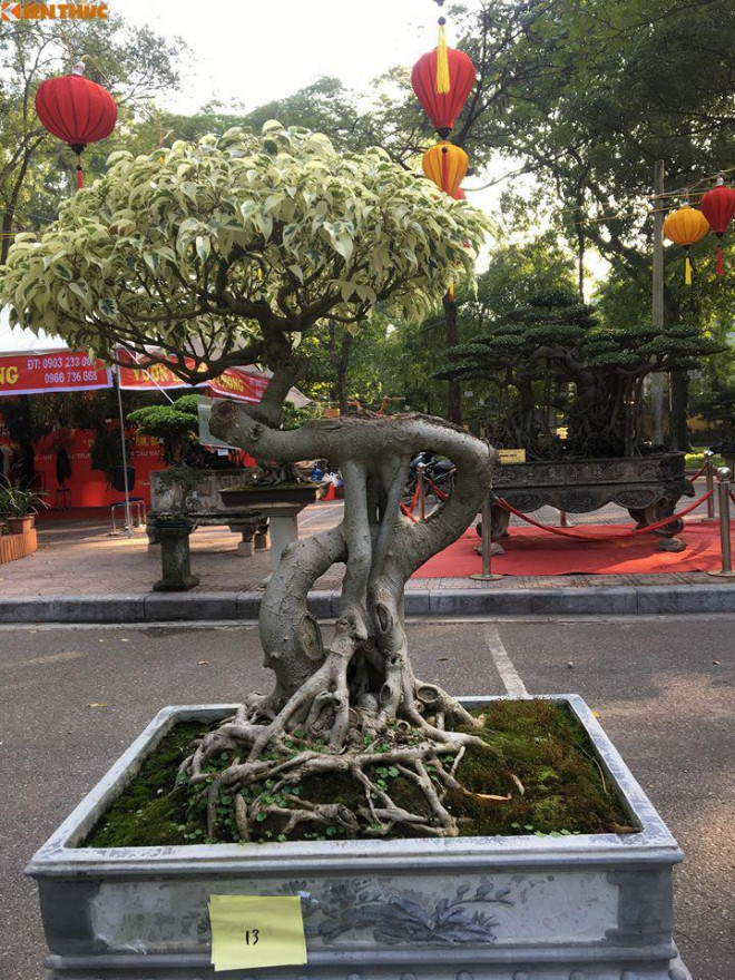 Cây sanh đột biến màu lá.