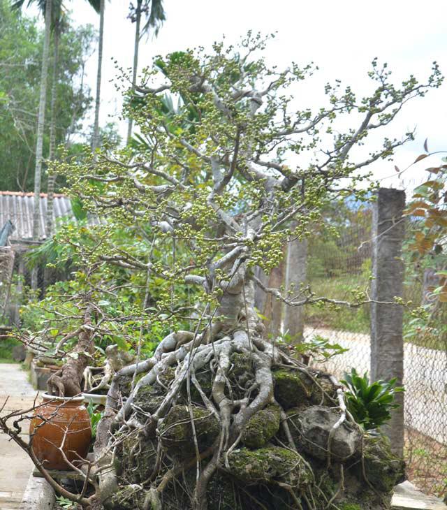 Cây sanh quả sai chi chít. Ảnh: Dân Việt.