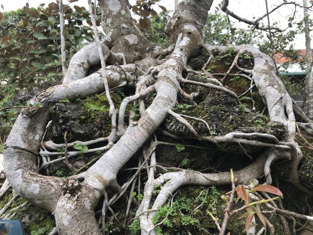 Bệ rễ to bạc trắng chứng tỏ cây đã nhiều năm tuổi. Ảnh: Dân Trí.