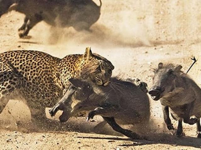 Media - Báo hoa mai, lợn rừng và "kẻ ma mãnh" đại chiến tạo kết cục không ngờ