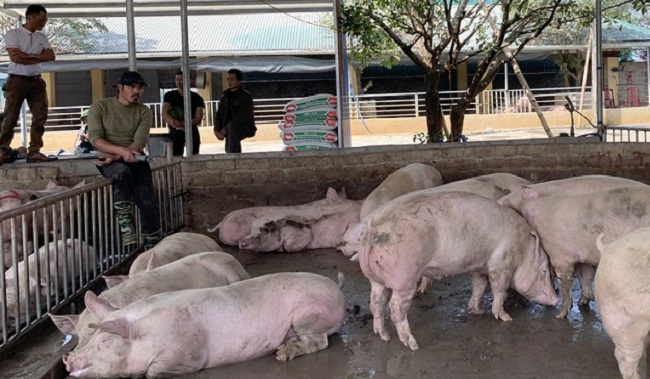 Trong những tháng đầu năm 2020, giá lợn hơi tăng "không có điểm dừng"