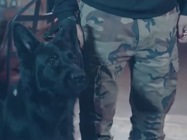 Cười 24H - Chó là bạn chứ không phải... thú cưng