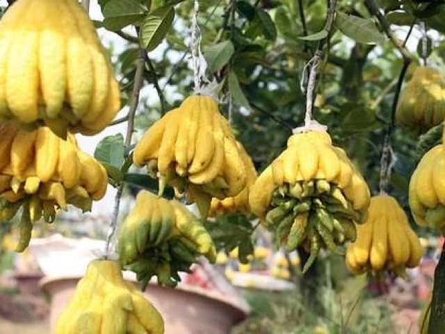 Thị trường - Tiêu dùng - Vựa phật thủ lớn nhất Thủ đô tất bật phục vụ Tết cổ truyền