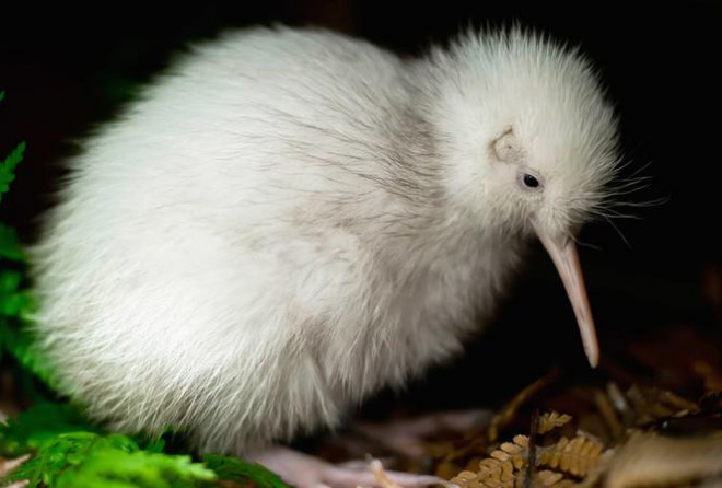 Cá thể kiwi cái Manukura. Ảnh: Getty