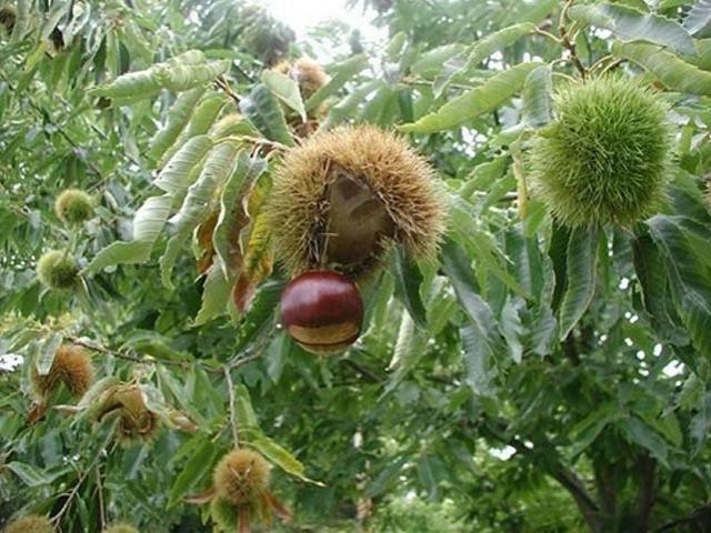 Thị trường - Tiêu dùng - Thứ mọc hoang đến mùa rụng đầy gốc, dân nhặt về bán đắt hàng như tôm tươi