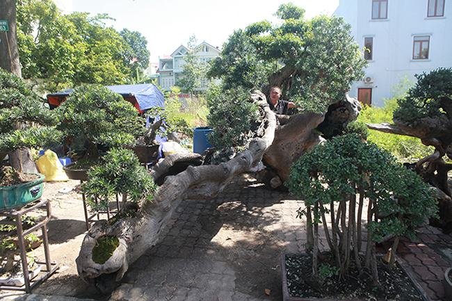 Triển lãm cây cảnh tại Trung tâm văn hóa Kinh Bắc (TP.Bắc Ninh), thu hút nhiều nhà vườn mang cây cảnh “khủng” đến trưng bày. Trong đó, nổi bật là bộ tiểu cảnh “rừng tùng” trên thân gỗ lũa sao vàng, có giá gần 1 tỷ đồng
