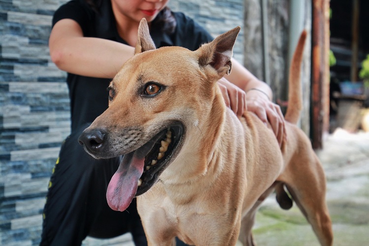 Lốc hiện đang là chú chó sở hữu nhiều chiếc cúp nhất trong đàn chó Phú Quốc của chị Hà.
