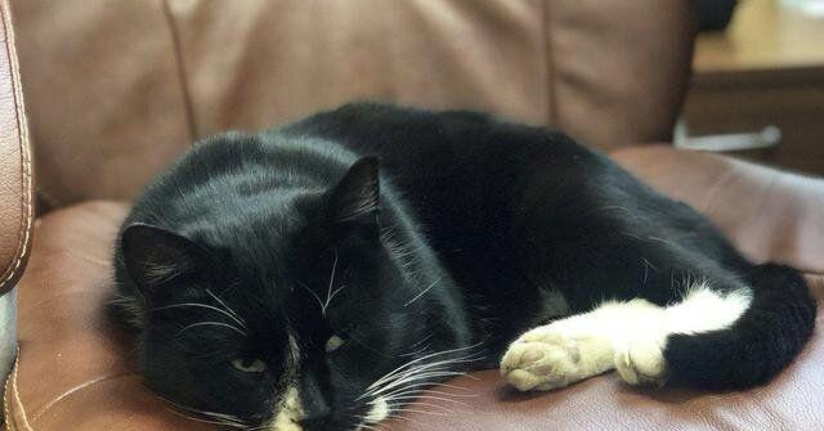 Phi thường - kỳ quặc - Suýt bị máy nghiền rác "xơi tái", chú mèo bỗng chốc trở thành "Thứ trưởng môi trường"