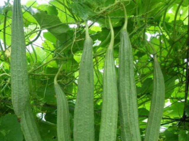 Ẩm thực - Chống háo khát mùa hanh khô bằng những món ngon lạ miệng từ quả mướp