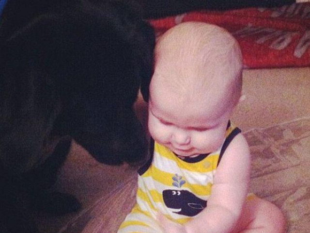 Bạn trẻ - Cuộc sống - Chó cưng sủa inh ỏi mỗi lần thấy người trông trẻ, bố mẹ lén làm một việc vạch trần hành động đáng sợ