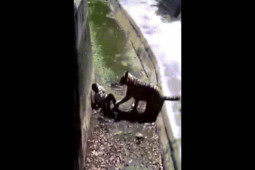 Thế giới - Video: Trèo vào chuồng hổ dữ, người đàn ông Ấn Độ nhận cái kết thảm
