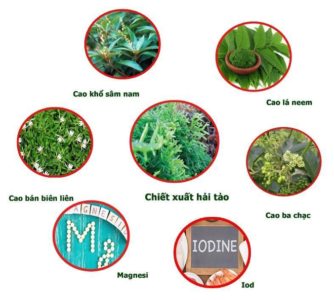 Các thành phần thảo dược giúp cải thiện bướu cổ hiệu quả