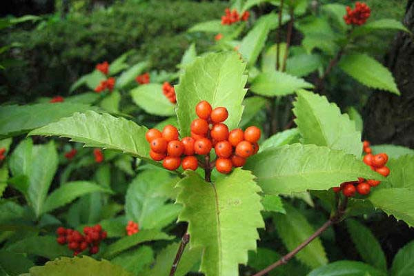 Cây sói rừng giúp điều hòa hệ miễn dịch 