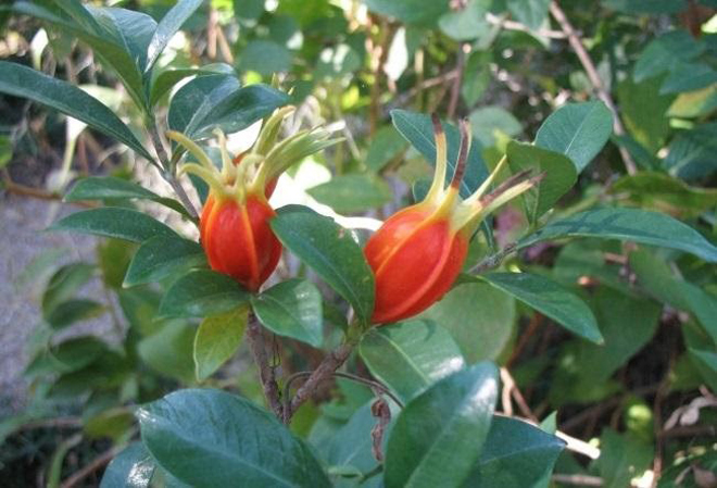 Cây dành dành rất tốt với người bị phù do suy thận