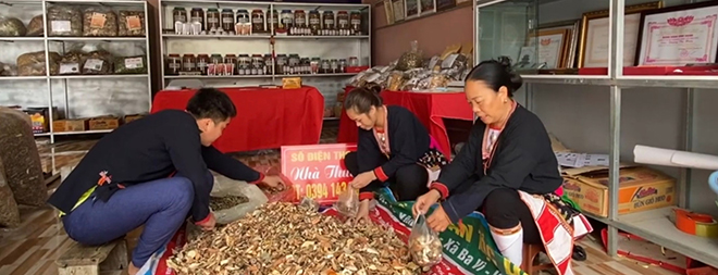 Gia đình chị Hồng sở hữu kho thuốc nam quý giá 